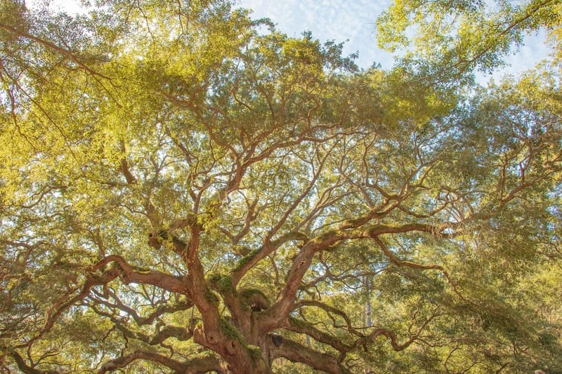 https://linkedtrust.us/blog/grow-like-trees-an-organic-approach-to-societal-regrowth/ social preview image