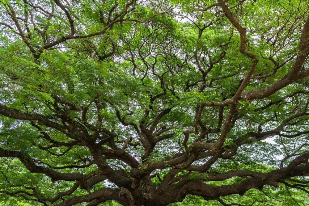 Playing on an Organic Team